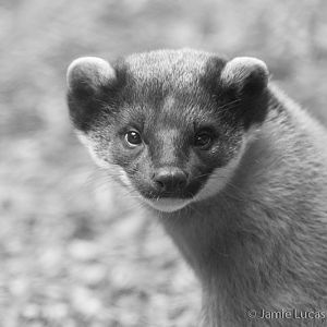Pine Marten