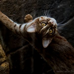 Rusty Spotted Cat