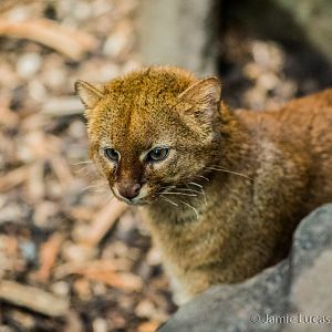 Jaguarundi