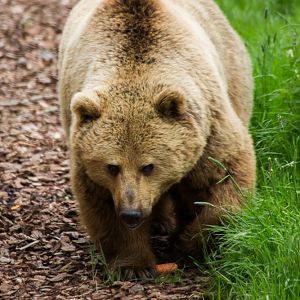 Brown Bear
