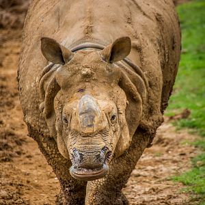 Indian Rhino