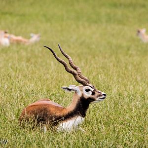 Blackbuck