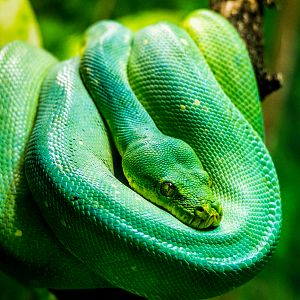 Green Tree Python