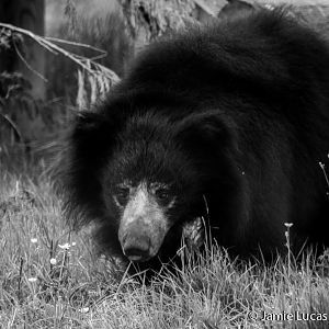 Sloth Bear