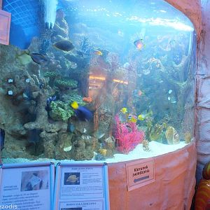 Tank at Entrance behind Ticket Counter
