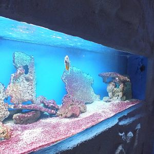 Tank for Naso lituratus- Saltwater Section