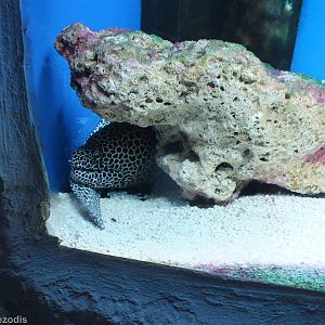 Gymnothorax javanicus- Saltwater Section