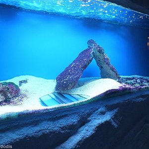 Gymnothorax javanicus Tank- Saltwater Section