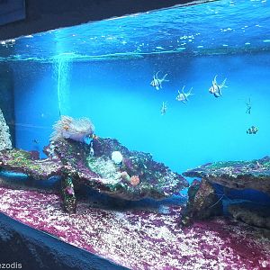 Tank- Saltwater Section