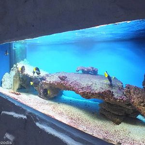 Zebrasoma xanthurum Tank- Saltwater Section