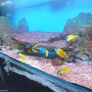 Tank with large number of species- Saltwater Section