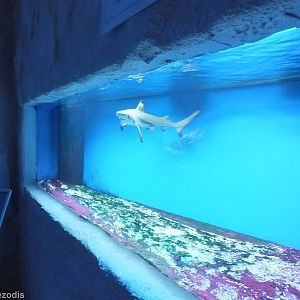 Black-tip Shark Tank- Saltwater Section