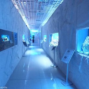 The Whole of the Saltwater Section