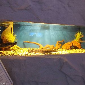 Tank with two Large Fish- Freshwater Section
