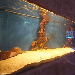 Freshwater Stingray Tank- Freshwater Section