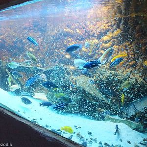 Ciclid Tank being Fed - Freshwater Section