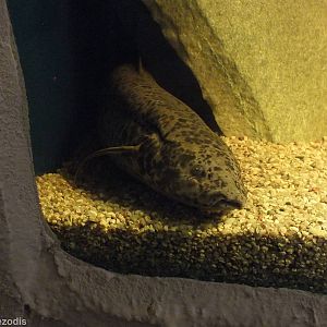 Lungfish - Freshwater Section