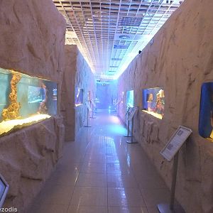 The Whole of the Freshwater Section