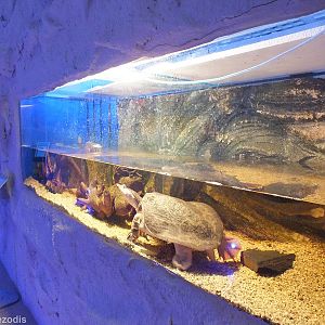 Chinese Softshell Turtle Tank- Freshwater Section