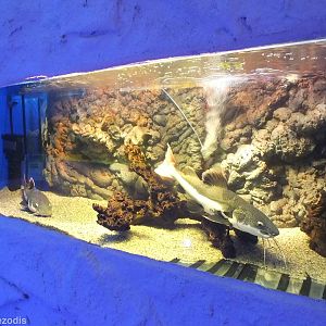 (One of) Tanks for Red-tail Catfish