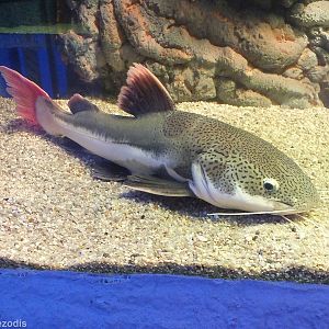 Red-tail Catfish