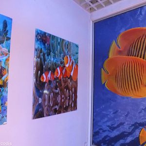 Fish Artwork Display