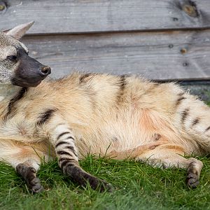 Eastern aardwolf : Hamerton : 26 Apr 2015