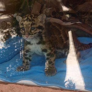 Clouded leopard cubs (April 19th, 2015)