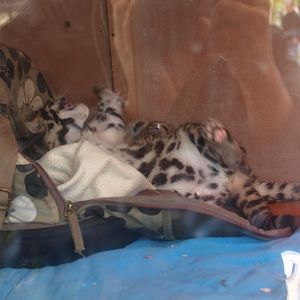 Clouded leopard cubs (April 19th, 2015)