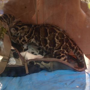 Clouded leopard cubs (April 19th, 2015)