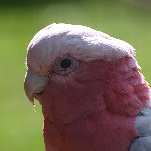 Galah (April 19th, 2015)