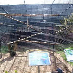 Green-winged macaw and purple swamphen aviary (April 19th, 2015)