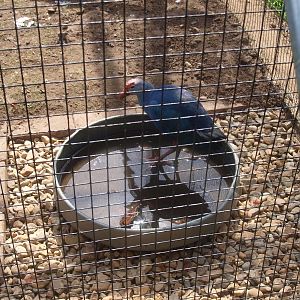 Purple swamphen water bowl (April 19th, 2015)
