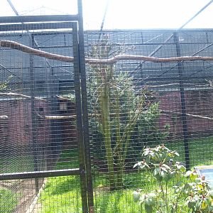 Black-throated magpie-jay aviary (April 19th, 2015)