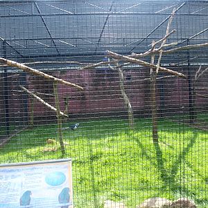Parrot and Lady Amherst's pheasant aviary (April 19th, 2015)