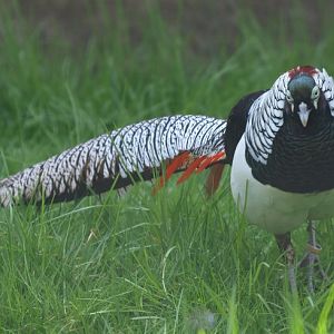 Lady Amherst's pheasant (April 19th, 2015)