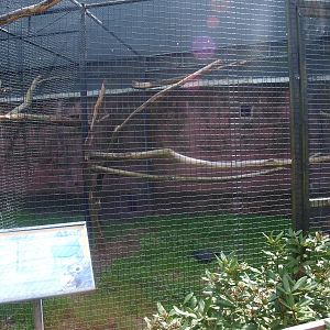 Greater vasa parrot aviary (April 19th, 2015)