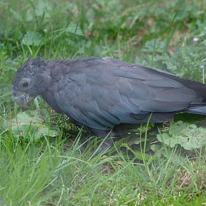 Greater vasa parrot (April 19th, 2015)