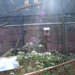 Blue-winged kookaburra aviary (April 19th, 2015)