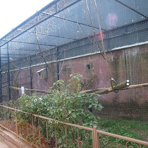 Salmon-crested cockatoo aviary (April 19th, 2015)