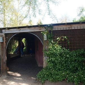 Azara's agouti building (April 19th, 2015)