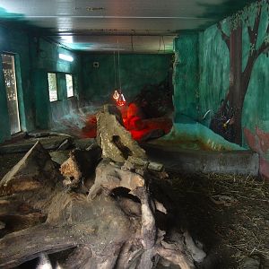 Azara's agouti enclosure (April 19th, 2015)