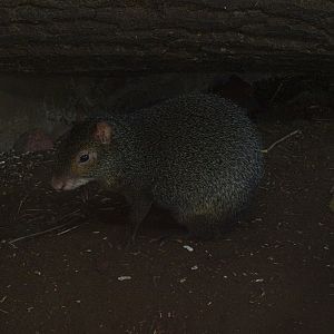 Azara's agouti (April 19th, 2015)