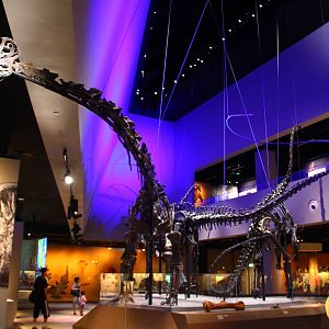 Lee Kong Chian Natural History Museum - Diplodocid Sauropods