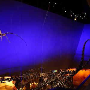 Lee Kong Chian Natural History Museum - Dinosaur Fossils