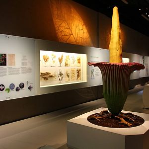 Lee Kong Chian Natural History Museum - Plants