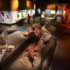 Lee Kong Chian Natural History Museum - Reptiles