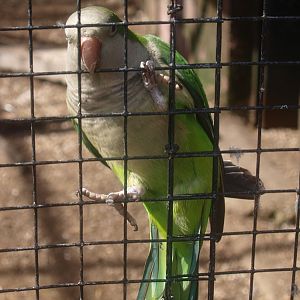 Monk parakeet (April 19th, 2015)