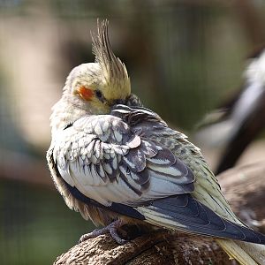 Cockatiel (April 19th, 2015)