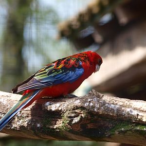 Rosella hybrid (April 19th, 2015)